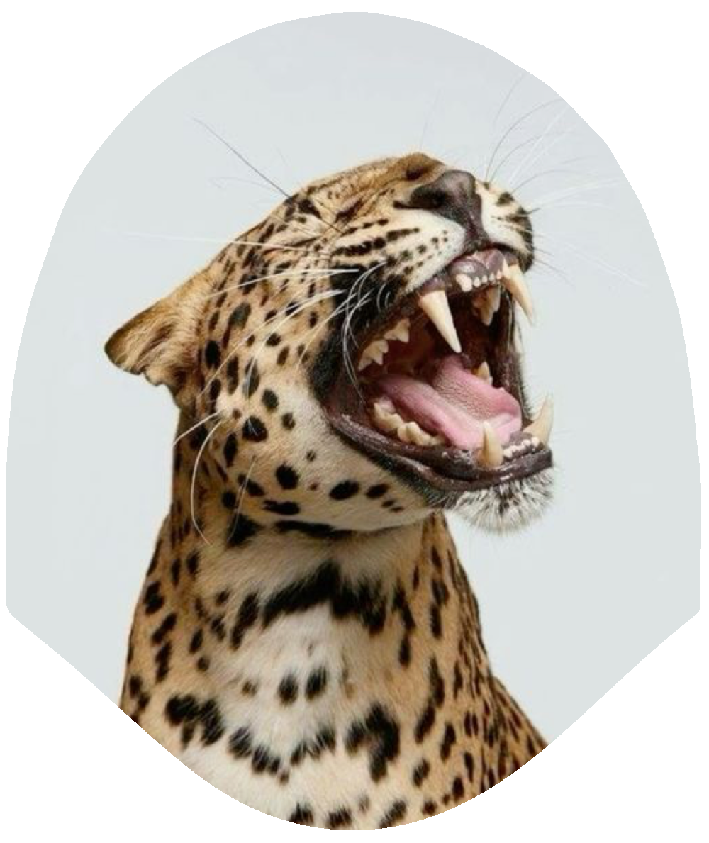 Roaring Cheetah – Wild Face Car Headrest Cover by HeadzRest